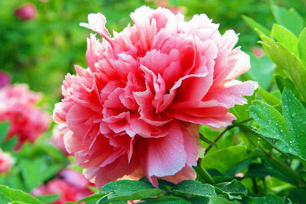 牡丹花 牡丹花